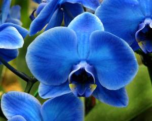 le-orchidee-blu_O2